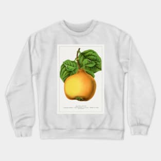 Orange Quince Lithograph (1900) Crewneck Sweatshirt